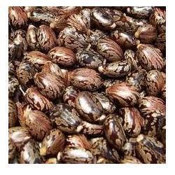 Castor seeds, Moisture : 9%