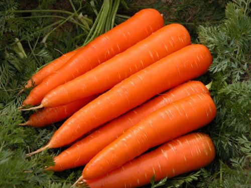 Fresh Carrots/Fresh Red Carrot For Sale