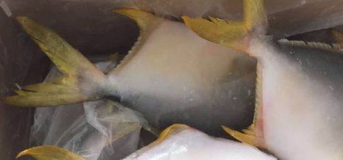 Frozen Golden Pomfret, Certification : SGS, Packaging Type : 10kg
