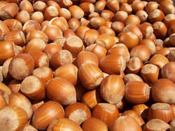 Hazelnuts, Certification : SGS, Packaging Type : BULK