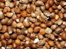 Perilla Seeds, Grade : AA
