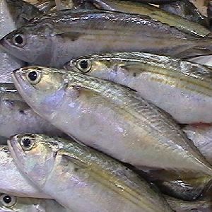 Frozen Seafood, Packaging Type : 25, Certification : SGS