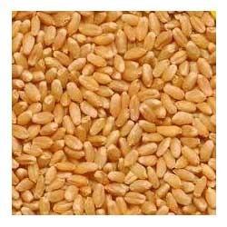 Wheat Grain,wheat Grains Seeds, Certification : SGS