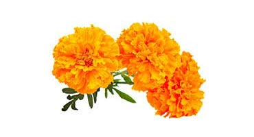 Fresh Marigold Flowers