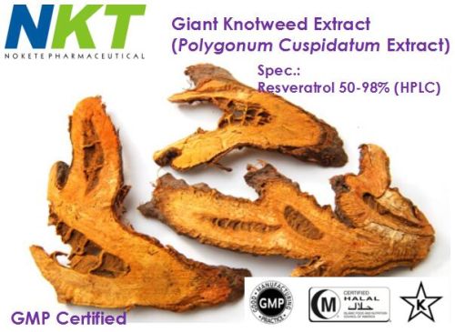 Giant Knotweed Extract, Packaging Type : 25kg/drum, Form : Powder