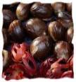 Nutmeg Spices