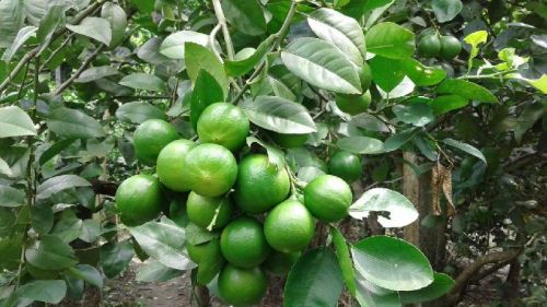 Thai Patti Lemon Plants