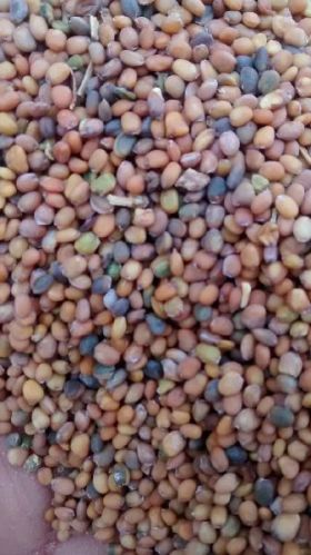 Common Taramira Seeds, For Agriculture, Style : Natural