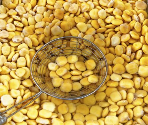 Lupine Seeds, Packaging Type : Yellow