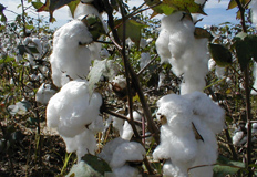 Indian Cotton