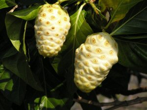Noni juice, Packaging Size : 50 Kg min