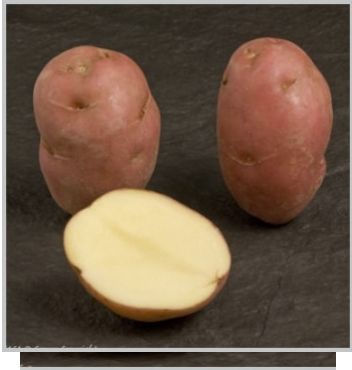 Squre Round Lady Rosetta Potato