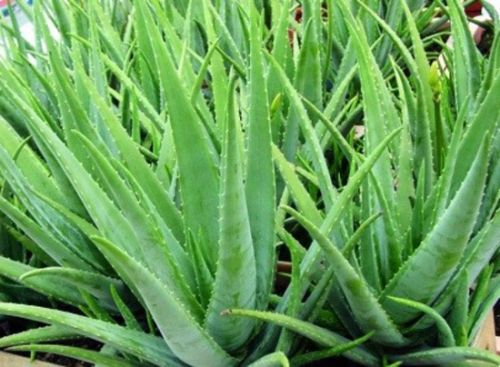 Aloe Vera Plant