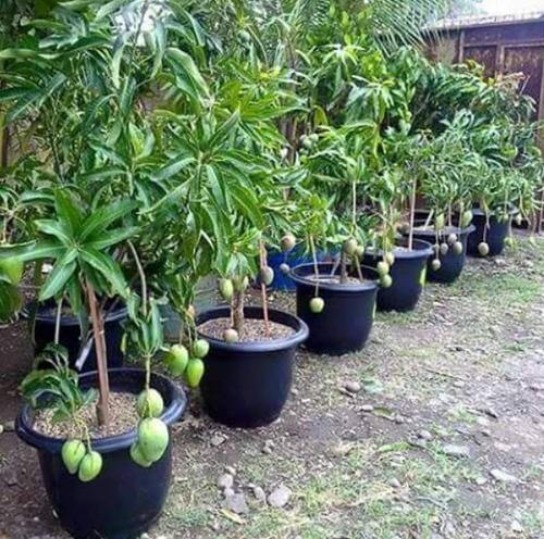 Mango Plant