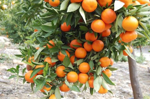 Orange Plant