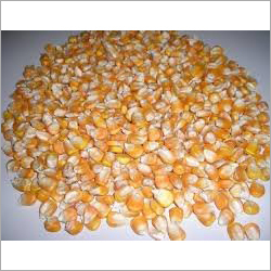 Yellow corn, Seed Type : Hybrid