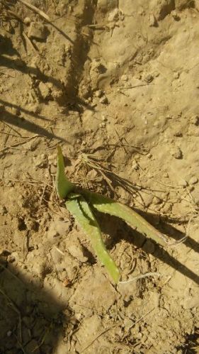 Aloe Vera Babies