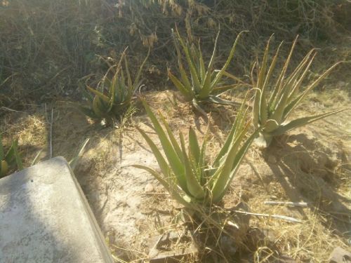 Aloe Vera Leaf