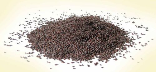 Mustard Seeds, Color : Black