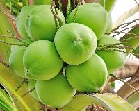 Green Coconut