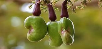 Cashew