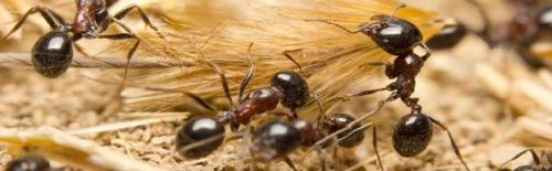 Pest control services