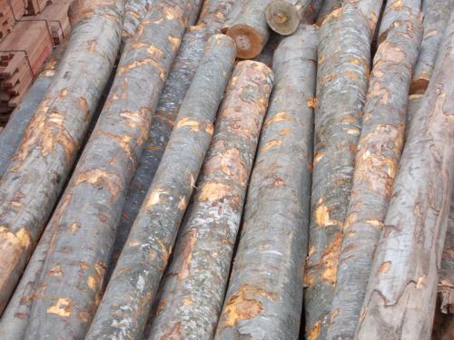 Beech Wood Logs