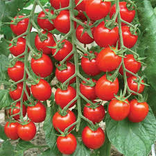 Hybrid Tomato Seeds