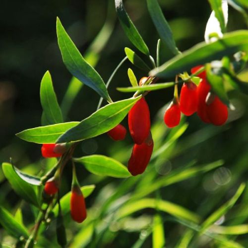 Size 220 Conventional Goji Berry Tea