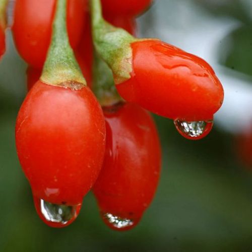 Size 250 Conventional Goji Berry Tea