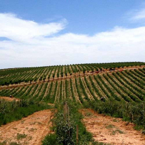 Size 350 Low Pesticide Goji Berry Tea