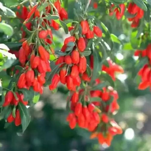 Size 500 Organic Goji Berry