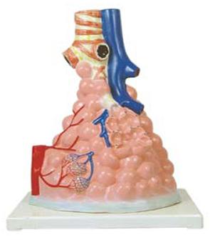 Human Anatomy Model