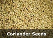 Organic Coriander Seeds