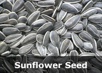 Organic Safflower Seeds, Purity : 98.5 to 99%, Moisture : Max. 8%