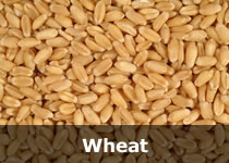 Organic Wheat, Packaging Type : Bulk In Containers / 50 Kg