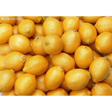 Common Egyptian Fresh Lemon, Packaging Type : Light Yellow