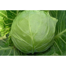 Common Fresh Egyptian Cabbage, Packaging Type : Natural Bright Green