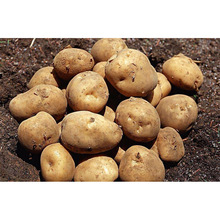 Common Fresh Egyptian Potato, Certification : ISO