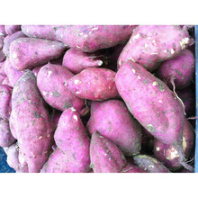 Fresh Purple Sweet Potato, Brand Name : JOE TRADE CO