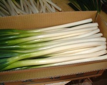 Fresh Spring Onion