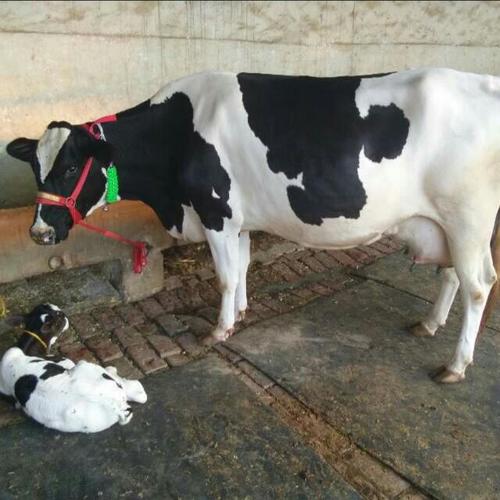 Live Holstein Friesian Cow