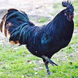 Kadaknath Chicken