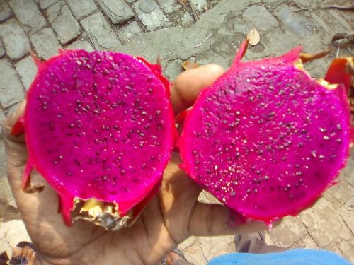 Red Organic Dragon Fruit, Packaging Size : 20Kg