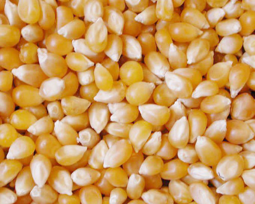 Natural Non GMO Yellow Maize