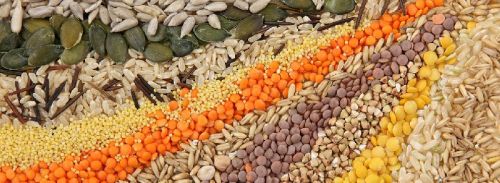 Grains and Pulses