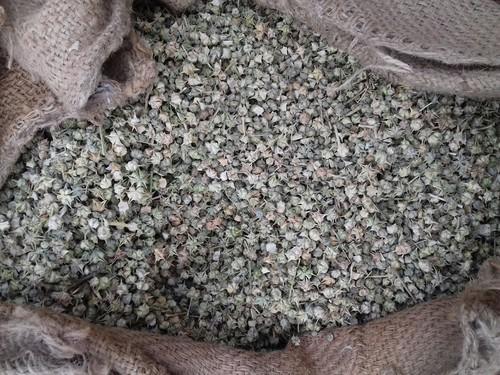 Gokhru Seeds, Taste : Natural