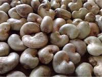Dried Raw Cashew Nuts