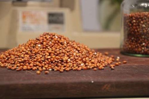 Best Quality Red Sorghum Seeds, For Animal Bird Feed, Certification : APEDA