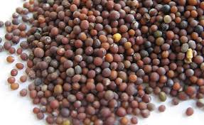 Natural KGCPL Kinal Black Mustard Seed 8%